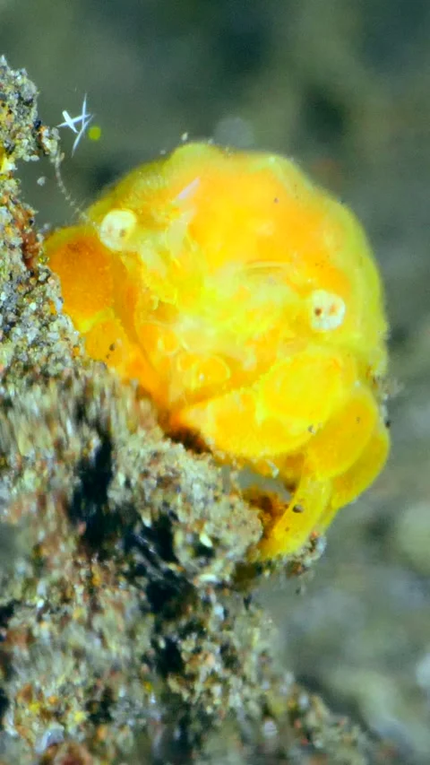 Tiny yellow crab hanging to piece of rubble, blurry water flowing by Video stock 228829533