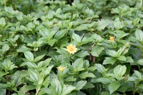 Tiny yellow flower among fresh green foliage Stock Photos