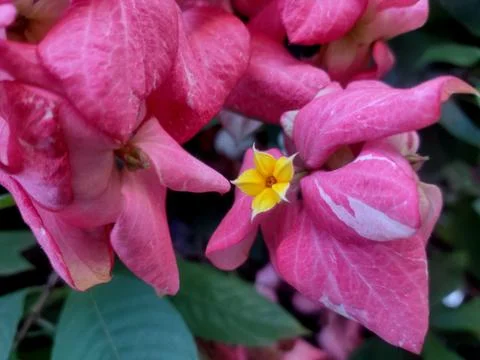 A tiny yellow flower on a multicolored leaf plants Stock Photos