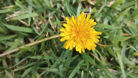 Tiny Yellow flower Stock Photos