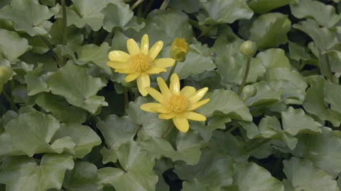 Tiny yellow flowers bloom amid mossy, rocky ground Video stock 333988065
