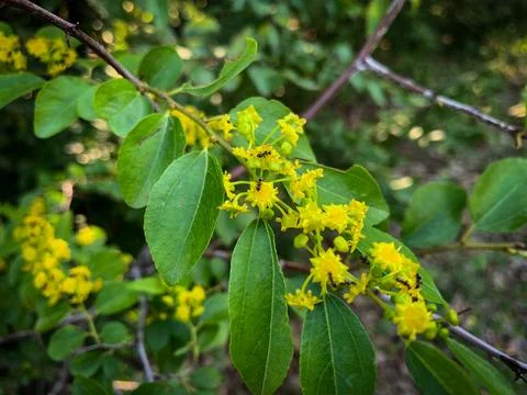 Tiny yellow flowers cluster along a branch Stock Photos