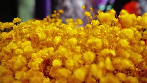 Tiny Yellow Flowers Cluster Stock Footage 320958787