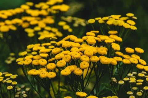 Tiny yellow flowers with green stems and leaves Stock Photos