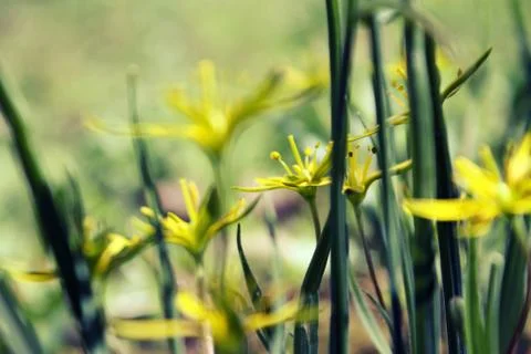 Tiny yellow flowers Stock Photos