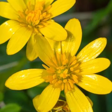 Tiny yellow flowers Stock Photos