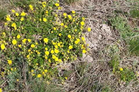 Tiny yellow flowers. Stock Photos