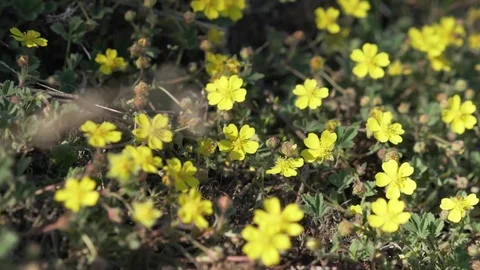 Tiny yellow flowers on a rock Stock Footage 74079719