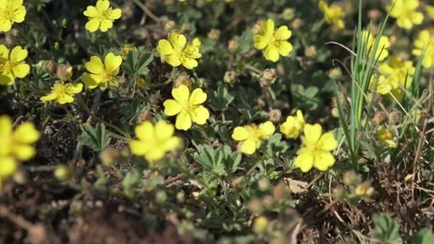 Tiny yellow flowers on a rock Stock Footage 74079721
