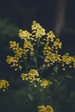 Tiny, yellow flowers on single stalk against green, natural background Stock Photos