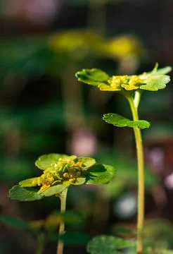 Tiny Yellow Forest Flowers In Spring Sunlight Foto stock