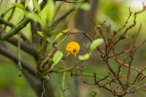 Tiny yellow fruit hangs from green branches Stock Photos