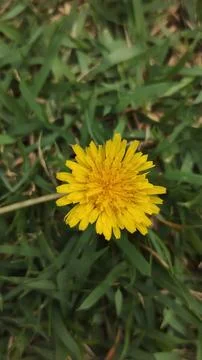 Tiny Yellow grass flower Stock Photos