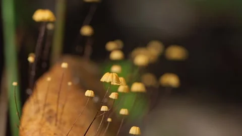 Tiny Yellow Mushrooms With Long Stems in Tropical Forest Macro Vidéo 335355764