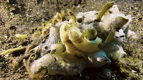 A tiny yellow Painted frogfish sitting on a piece of coral or sponge on the Video stock 320552056