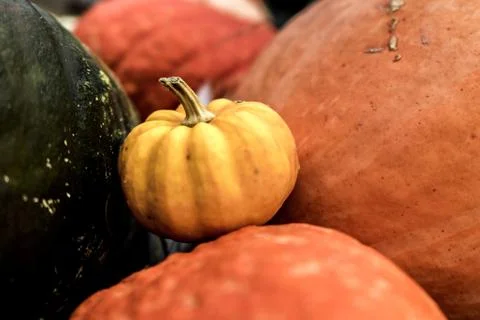 Tiny yellow pumkin Stock Photos