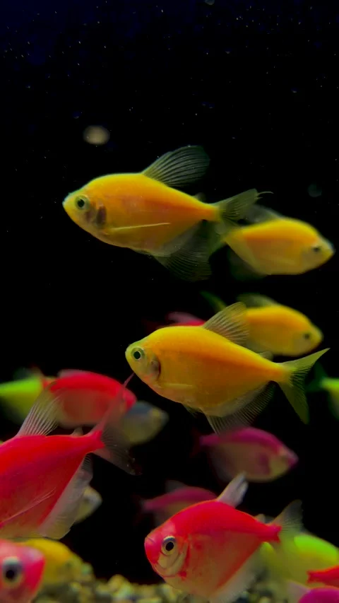Tiny yellow, red, pink blue tetra fish swims in dark water Video stock 319407891
