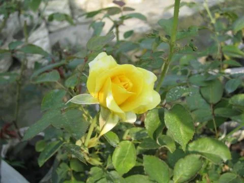 Tiny Yellow Rose Stock Photos