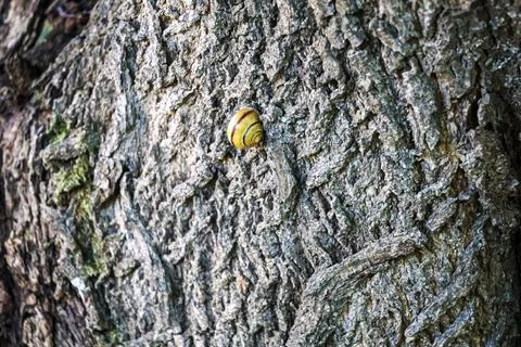 Tiny yellow snail with brown stripes clings to rough tree bark texture Stock Photos