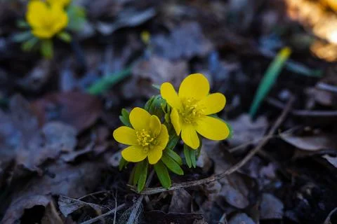 Tiny Yellow Spring Flower Unfolding its Petals Stock Photos