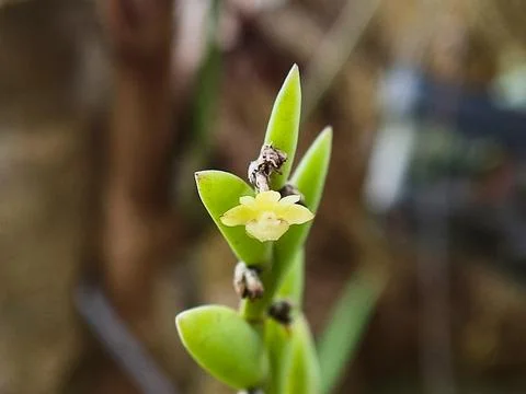 Tiny Yellow-White Dendrobium Orchid Blossom Growing in Natural Environment Stock Photos