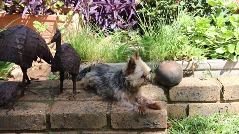 Tiny yorkie in a garden Stock Footage 144979519
