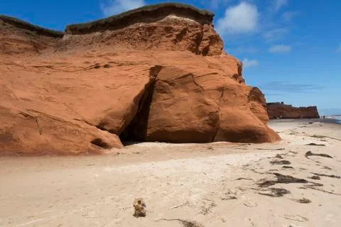 Tiny Yorkshire Terrier standing alone on a deserted beach Stock Photos