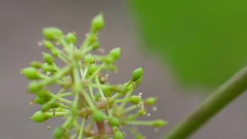 Tiny Young Grapes After Fruit Set on the Vine Vídeo Stock 347994356