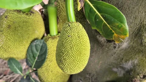Tiny Young Jackfruit Growing On Tree Trunk Bangladesh Stock Footage 339518055