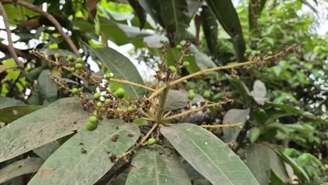 ​Tiny Young Mango Fruits Growing Among Dried Dead Blossoms Stock Footage 338043038