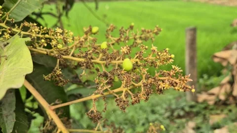 ​Tiny Young Mango Fruits Growing Among Dried Dead Blossoms 库存影片 338043040