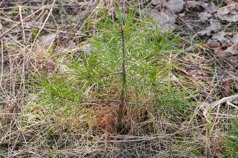 Tiny young pine among the withered grass in forest Stock-Fotos