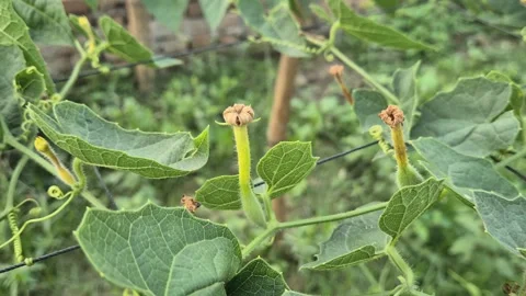 Tiny Young Pointed Gourd With White Flower On Trellis Bangladesh Stock Footage 339519217