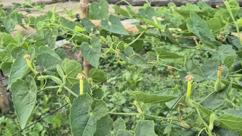 Tiny Young Pointed Gourd With White Flower On Trellis Bangladesh Stock Footage 339519218
