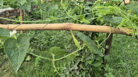 Tiny Young Pointed Gourd With White Flower On Trellis Bangladesh Stock Footage 339519224