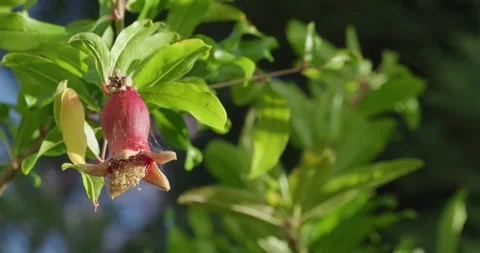 A tiny young pomegranate fruit develops on a leafy green branch 動画素材 336569885