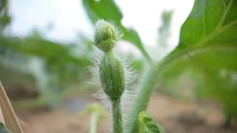 Tiny young watermelon growing from flower, macro shot, 4K Stock Footage 308065219