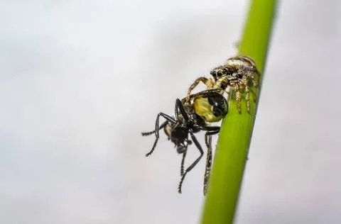 A tiny zebra jumping spider with fly prey in perfect nature tiny zebra jum... Stock Photos