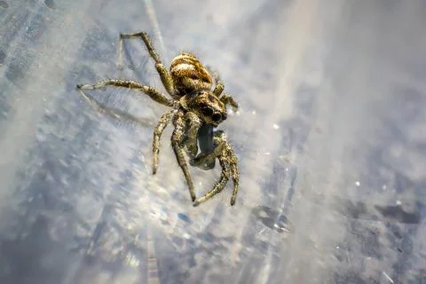 A tiny zebra jumping spider in summer nature tiny zebra jumping spider in ... Stock Photos