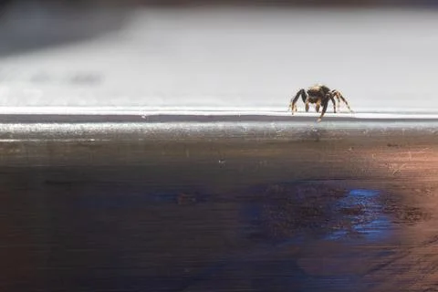 Tiny zebra spider crawls over a metal table Stock Photos