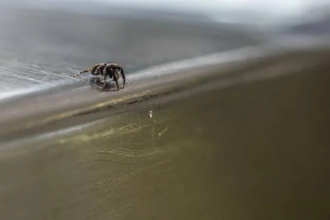 A tiny zebra spider crawls over a metal table Stock Photos