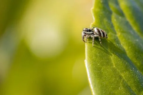 A tiny zebra spider sits in a green plant and waits for prey Stock Photos