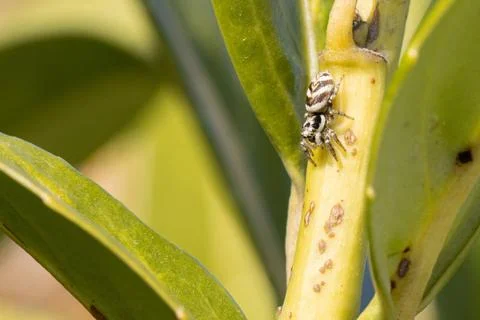 A tiny zebra spider sits in a green plant and waits for prey Stock Photos