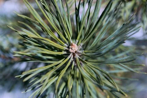The tip of the branch of pine or spruce brown with green needles around. Stock Photos