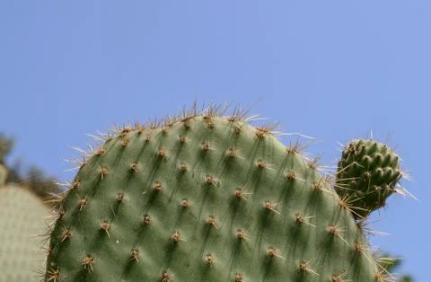 Tip of a cactus Stock Photos