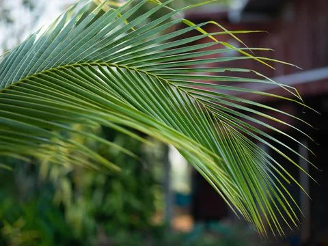 The tip of the coconut leaf is bent downwards. Stock Photos
