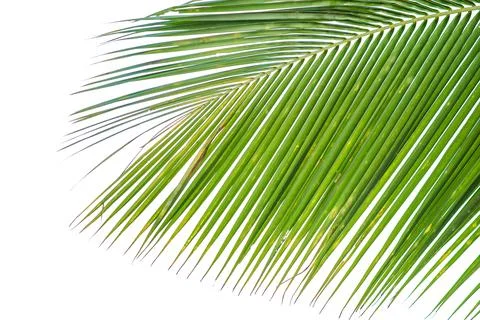 The tip of the coconut leaf, light green, white background Stock Photos