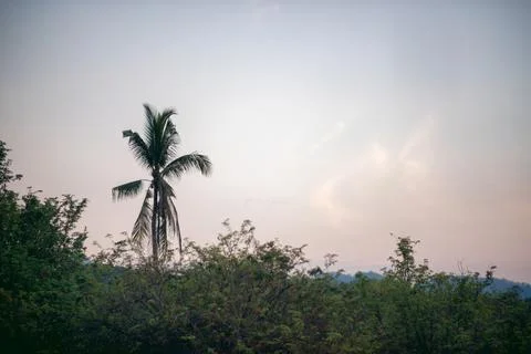 The tip of the coconut tree, the background is the evening sky. Stock Photos