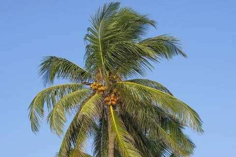 The tip of a coconut tree with ripening coconuts. Sri Lanka Foto stock