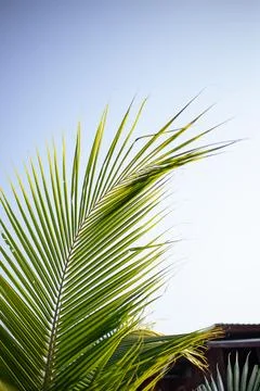 The tip of the coconut tree is set upwards, the background is the sky. Stock Photos